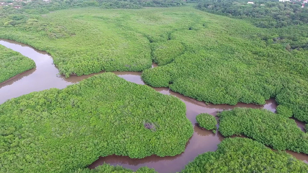 costa rica vegetazione